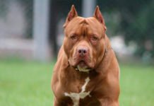 Un perro de raza pitbull sin bozal y desatado ataca a un niño de 7 años en Barcelona