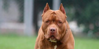 Un perro de raza pitbull sin bozal y desatado ataca a un niño de 7 años en Barcelona