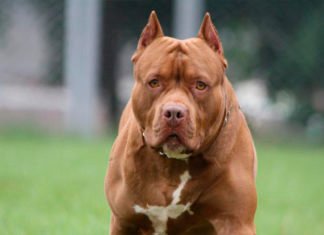 Un perro de raza pitbull sin bozal y desatado ataca a un niño de 7 años en Barcelona