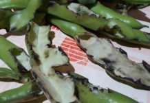 Las ratas devoran los cultivos de la huerta en l´Alfàs del Pi