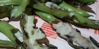 Las ratas devoran los cultivos de la huerta en l´Alfàs del Pi