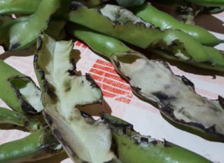 Las ratas devoran los cultivos de la huerta en l´Alfàs del Pi