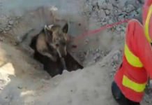 (VÍDEO) Rescatan a un perro que quedó atrapado en una acequia de Valencia