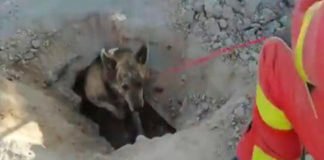 (VÍDEO) Rescatan a un perro que quedó atrapado en una acequia de Valencia