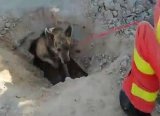 (VÍDEO) Rescatan a un perro que quedó atrapado en una acequia de Valencia
