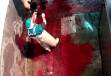 Denunciado un matadero de Ávila que cortaba patas a vacas aún con vida