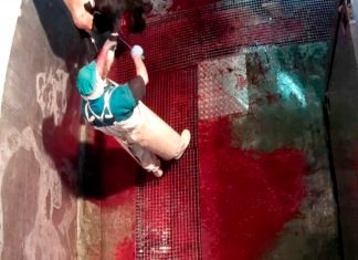 Denunciado un matadero de Ávila que cortaba patas a vacas aún con vida