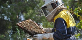 Las nefastas políticas agrícolas de Ximo Puig ponen en peligro la rica miel de azahar de los naranjos de Alicante, Valencia y Castellón