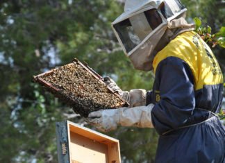 Las nefastas políticas agrícolas de Ximo Puig ponen en peligro la rica miel de azahar de los naranjos de Alicante, Valencia y Castellón
