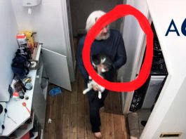 Julian Assange jugando con su gato