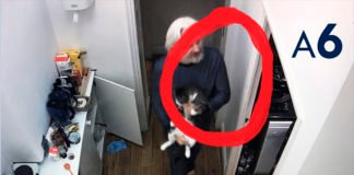 Julian Assange jugando con su gato