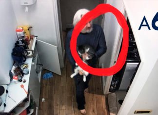 Julian Assange jugando con su gato