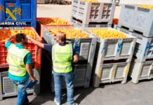 Investigan a 58 personas por falsificar documentos para vender naranjas de origen desconocido