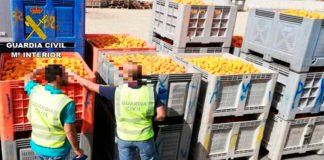 Investigan a 58 personas por falsificar documentos para vender naranjas de origen desconocido