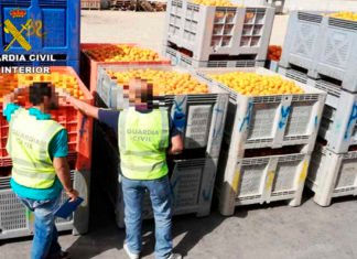 Investigan a 58 personas por falsificar documentos para vender naranjas de origen desconocido