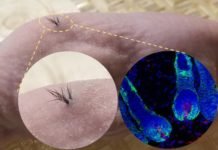 Científicos estadounidenses han conseguido hacer crecer pelo en la piel a partir de células polipotentes.