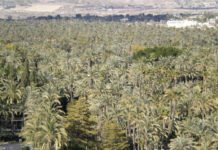 Elche se pone en marcha para conseguir ser la Capital Europea Verde en el año 2030