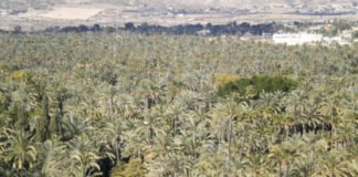 Elche se pone en marcha para conseguir ser la Capital Europea Verde en el año 2030