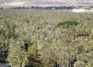 Elche se pone en marcha para conseguir ser la Capital Europea Verde en el año 2030