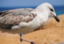 Muere la gaviota Letizia en aguas de la Bahía de Altea atrapada por un anzuelo