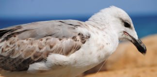 Muere la gaviota Letizia en aguas de la Bahía de Altea atrapada por un anzuelo