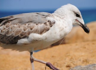 Muere la gaviota Letizia en aguas de la Bahía de Altea atrapada por un anzuelo