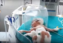 Perros callejeros evitan que un bebé sea devorado por ratas tras ser abandonado por su madre