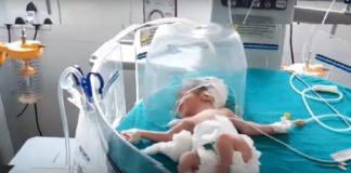 Perros callejeros evitan que un bebé sea devorado por ratas tras ser abandonado por su madre