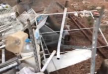 La ‘granja de los horrores’ Encuentran decenas de animales muertos y algunos desnutridos