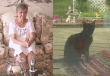 Una anciana de 80 años irá once días a prisión en Estados Unidos por alimentar a gatos callejeros