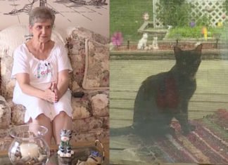 Una anciana de 80 años irá once días a prisión en Estados Unidos por alimentar a gatos callejeros