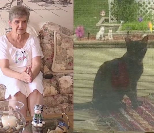 Una anciana de 80 años irá once días a prisión en Estados Unidos por alimentar a gatos callejeros