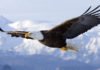 Ofrecen una recompensa de unos 12.000 euros por encontrar un águila calva desaparecida en Estados Unidos