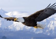 Ofrecen una recompensa de unos 12.000 euros por encontrar un águila calva desaparecida en Estados Unidos