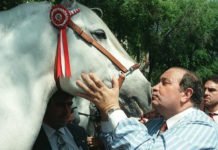 «Imperioso» cabalga de nuevo…..al menos en Benidorm