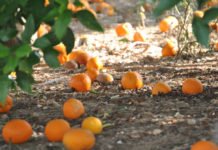 Ximo Puig dice que las exportaciones del campo valenciano siguen creciendo mientras los agricultores no han podido vender sus naranjas este año