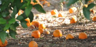 Ximo Puig dice que las exportaciones del campo valenciano siguen creciendo mientras los agricultores no han podido vender sus naranjas este año