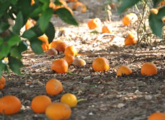 Ximo Puig dice que las exportaciones del campo valenciano siguen creciendo mientras los agricultores no han podido vender sus naranjas este año