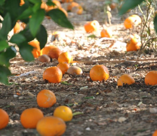 Ximo Puig dice que las exportaciones del campo valenciano siguen creciendo mientras los agricultores no han podido vender sus naranjas este año