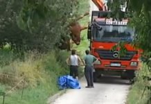 Un hombre muere corneado por un toro en su caserío de Guipúzcoa