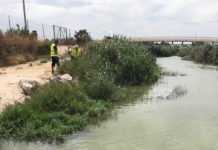 La Confederación Hidrográfica limpia los residuos flotantes de la desembocadura del río Segura en Guardamar