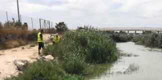La Confederación Hidrográfica limpia los residuos flotantes de la desembocadura del río Segura en Guardamar
