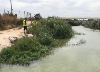La Confederación Hidrográfica limpia los residuos flotantes de la desembocadura del río Segura en Guardamar
