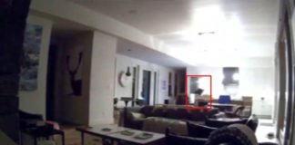 Oso irrumpe en casa californiana por tacos y helados. (Vídeo)