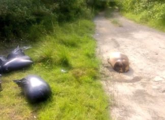 Dejan una docena de cuerpos descuartizados en zona en disputa entre el CJNG y Los Zetas