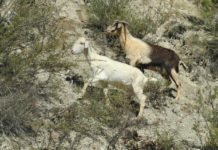 Opinión: «Definitivo, no hay dos sin tres….o cuatro»