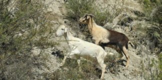 Opinión: «Definitivo, no hay dos sin tres….o cuatro»