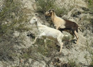 Opinión: «Definitivo, no hay dos sin tres….o cuatro»