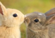 Masacre de conejos en una granja de Barcelona ante el ataque de «animalistas» que intentaban liberar a los mamíferos «de su estrés»