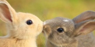 Masacre de conejos en una granja de Barcelona ante el ataque de «animalistas» que intentaban liberar a los mamíferos «de su estrés»